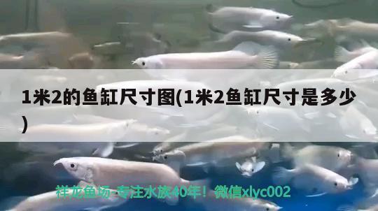 1米2的魚(yú)缸尺寸圖(1米2魚(yú)缸尺寸是多少) 斑馬狗頭魚(yú)