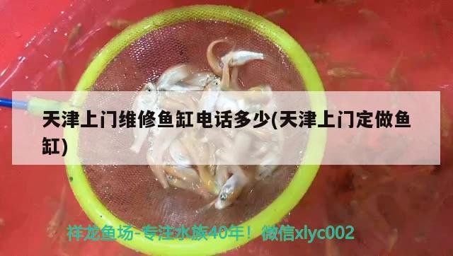 天津上門維修魚缸電話多少(天津上門定做魚缸) 祥龍進(jìn)口元寶鳳凰魚