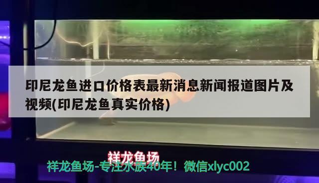 印尼龍魚進(jìn)口價格表最新消息新聞報道圖片及視頻(印尼龍魚真實價格)