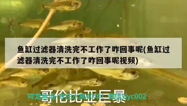 魚缸過濾器清洗完不工作了咋回事呢(魚缸過濾器清洗完不工作了咋回事呢視頻)