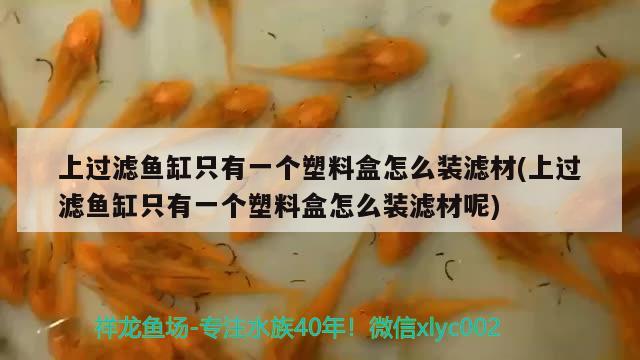 上過(guò)濾魚(yú)缸只有一個(gè)塑料盒怎么裝濾材(上過(guò)濾魚(yú)缸只有一個(gè)塑料盒怎么裝濾材呢) 狗仔（招財(cái)貓)魚(yú)苗