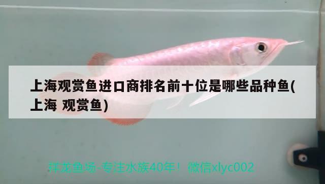 上海觀賞魚進口商排名前十位是哪些品種魚(上海觀賞魚)