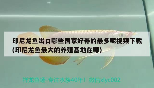 印尼龍魚(yú)出口哪些國(guó)家好養(yǎng)的最多呢視頻下載(印尼龍魚(yú)最大的養(yǎng)殖基地在哪)