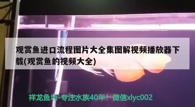 觀賞魚進口流程圖片大全集圖解視頻播放器下載(觀賞魚的視頻大全) 觀賞魚進出口