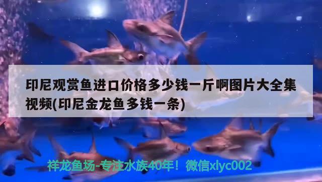 印尼觀賞魚進(jìn)口價(jià)格多少錢一斤啊圖片大全集視頻(印尼金龍魚多錢一條) 觀賞魚進(jìn)出口