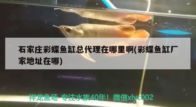 石家莊彩蝶魚缸總代理在哪里啊(彩蝶魚缸廠家地址在哪)