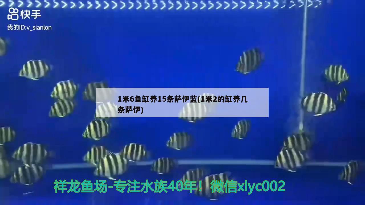 1米6魚缸養(yǎng)15條薩伊藍(lán)(1米2的缸養(yǎng)幾條薩伊)