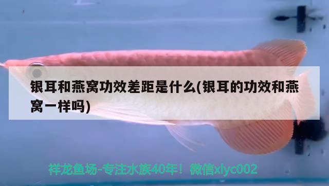 銀耳和燕窩功效差距是什么(銀耳的功效和燕窩一樣嗎) 馬來西亞燕窩