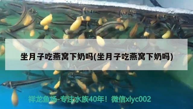 六盤水觀賞魚市場這個什么 觀賞魚市場（混養(yǎng)魚） 第2張