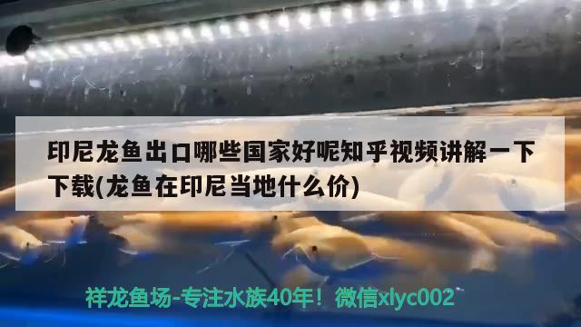 上濾魚缸只用過濾棉行嗎（上濾只用過濾棉可以嗎） 泰國雪鯽魚