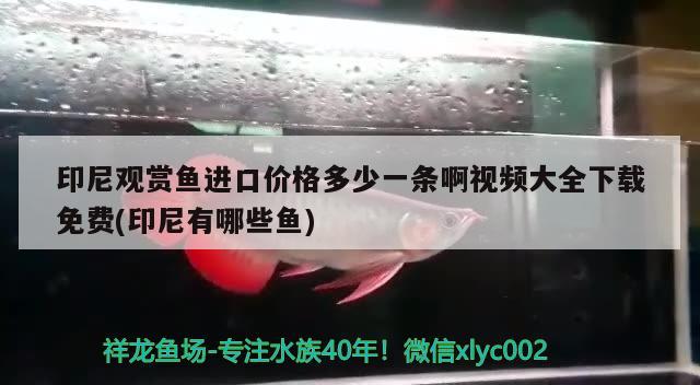 印尼觀賞魚進口價格多少一條啊視頻大全下載免費(印尼有哪些魚) 觀賞魚進出口