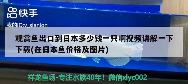 觀賞魚出口到日本多少錢一只啊視頻講解一下下載(在日本魚價格及圖片) 觀賞魚進出口