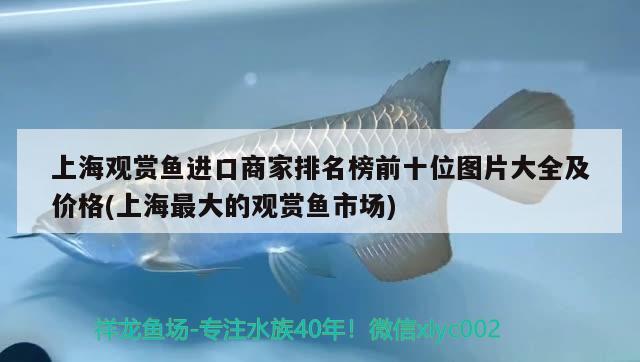 水葫蘆養(yǎng)在魚缸里能凈化水質(zhì)嗎（水葫蘆養(yǎng)在魚缸里能凈化水質(zhì)嗎為什么） 魚缸百科