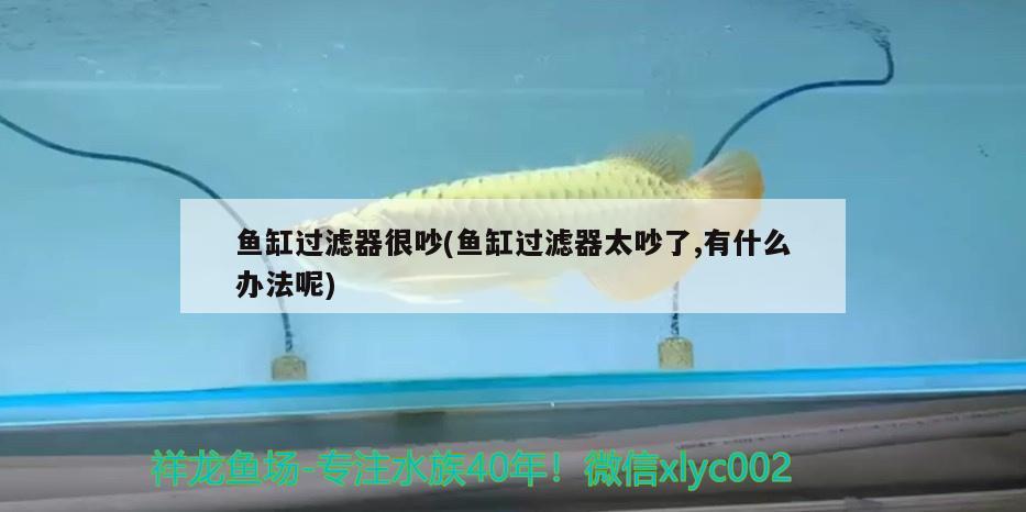 魚缸過濾器很吵(魚缸過濾器太吵了,有什么辦法呢) 短身紅龍魚