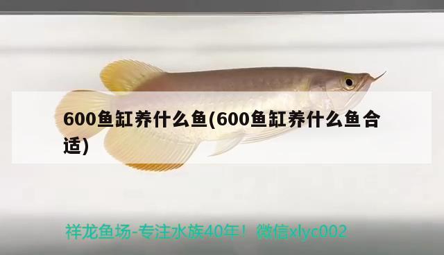 600魚缸養(yǎng)什么魚(600魚缸養(yǎng)什么魚合適) 白子黑帝王魟魚