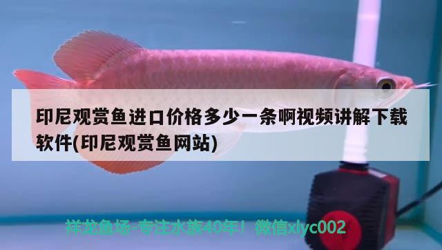 印尼觀賞魚進口價格多少一條啊視頻講解下載軟件(印尼觀賞魚網(wǎng)站) 觀賞魚進出口