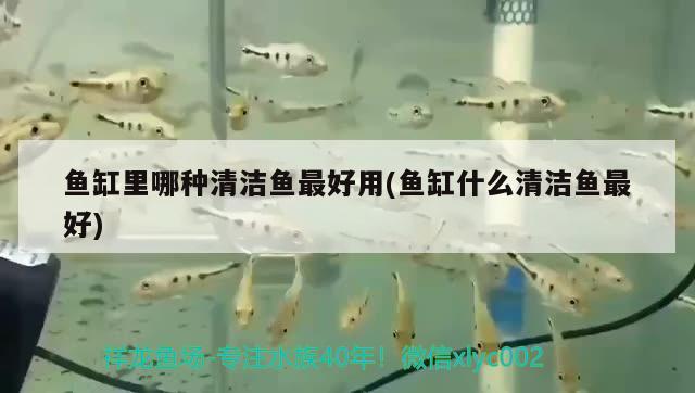 魚缸里哪種清潔魚最好用(魚缸什么清潔魚最好)