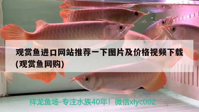 魚缸二手回收平臺有哪些 二手魚缸回收價格 養(yǎng)魚的好處 第1張