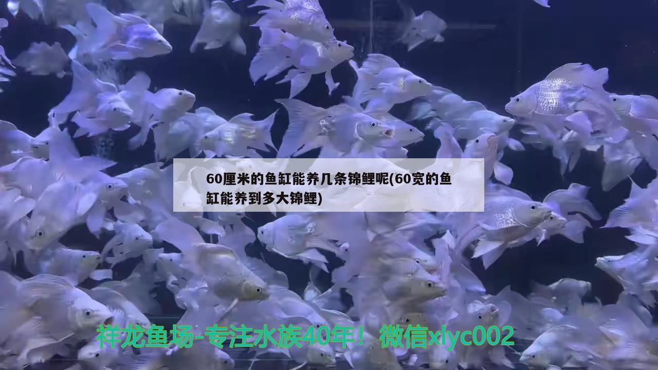 60厘米的魚缸能養(yǎng)幾條錦鯉呢(60寬的魚缸能養(yǎng)到多大錦鯉)