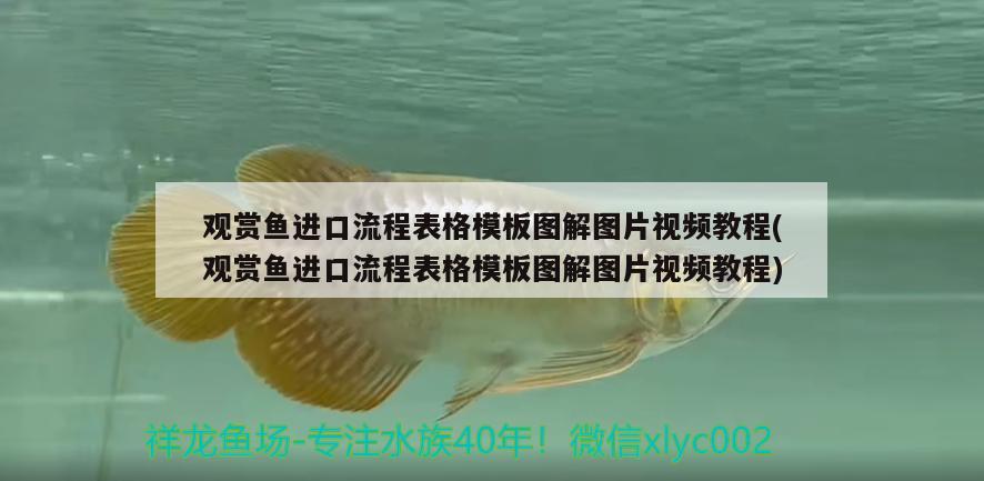 魚缸底濾循環(huán)原理(底缸過濾魚缸過濾原理) 魚糧魚藥