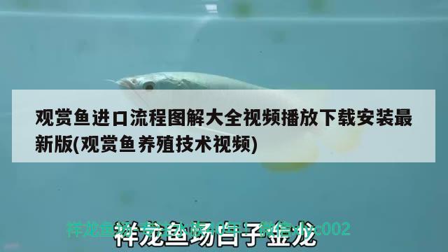 石家莊長安墨緣觀賞魚店