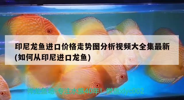 印尼龍魚進(jìn)口價格走勢圖分析視頻大全集最新(如何從印尼進(jìn)口龍魚)