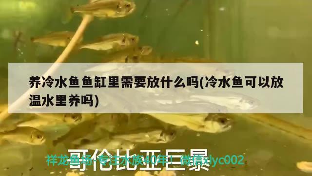 養(yǎng)冷水魚魚缸里需要放什么嗎(冷水魚可以放溫水里養(yǎng)嗎) 泰國虎魚（泰虎）