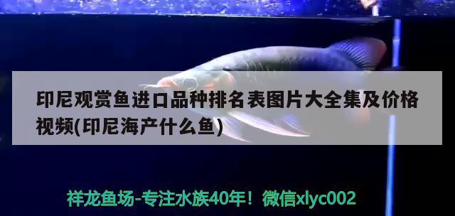 印尼觀賞魚進(jìn)口品種排名表圖片大全集及價格視頻(印尼海產(chǎn)什么魚)