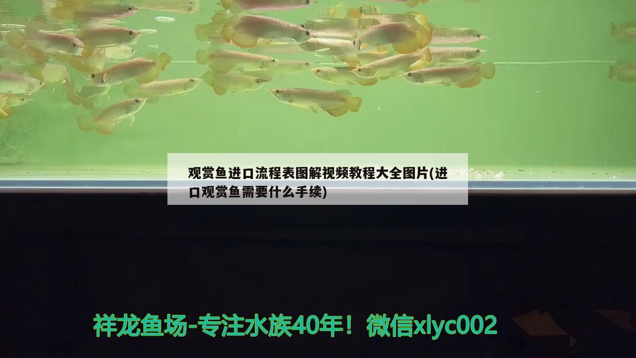 觀賞魚進(jìn)口流程表圖解視頻教程大全圖片(進(jìn)口觀賞魚需要什么手續(xù))