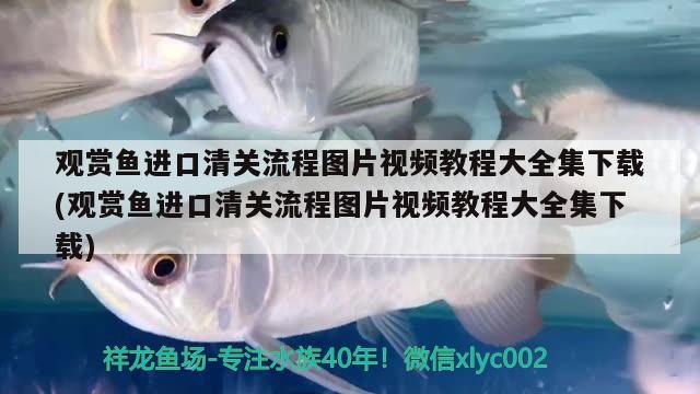 觀賞魚進(jìn)口清關(guān)流程圖片視頻教程大全集下載(觀賞魚進(jìn)口清關(guān)流程圖片視頻教程大全集下載)