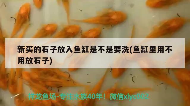 新買的石子放入魚缸是不是要洗(魚缸里用不用放石子) 藍(lán)底過背金龍魚