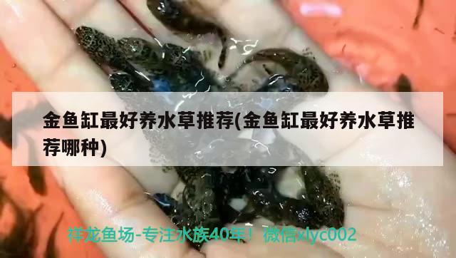 金魚缸最好養(yǎng)水草推薦(金魚缸最好養(yǎng)水草推薦哪種)