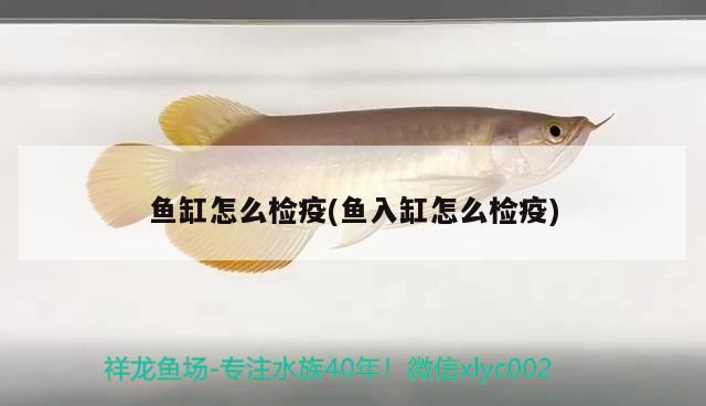 魚缸怎么檢疫(魚入缸怎么檢疫) 巴西亞魚