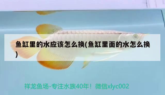 魚缸里的水應該怎么換(魚缸里面的水怎么換) 金龍福龍魚