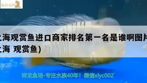 上海觀賞魚進(jìn)口商家排名第一名是誰啊圖片(上海觀賞魚) 觀賞魚進(jìn)出口