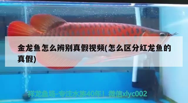 魚缸水泵的安裝（魚缸水泵的安裝視頻教程）