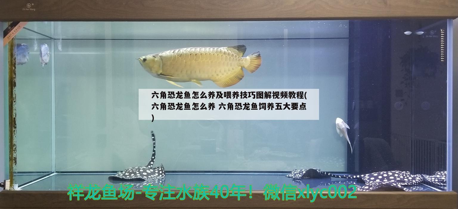 重慶定制魚缸廠家地址在哪里呀（重慶定制魚缸廠家地址在哪里呀電話） 觀賞魚 第3張