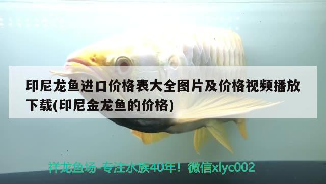 漳州水族館:Agus特選F1 廣州龍魚(yú)批發(fā)市場(chǎng) 第4張