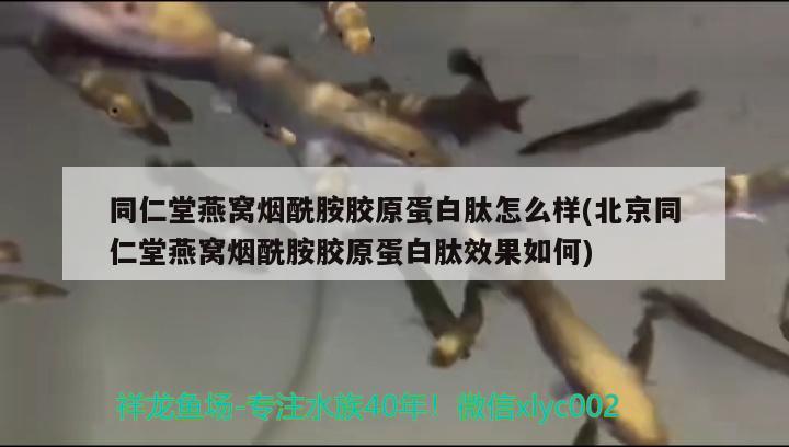 同仁堂燕窩煙酰胺膠原蛋白肽怎么樣(北京同仁堂燕窩煙酰胺膠原蛋白肽效果如何) 馬來西亞燕窩