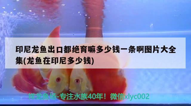 印尼龍魚出口都絕育嘛多少錢一條啊圖片大全集(龍魚在印尼多少錢)