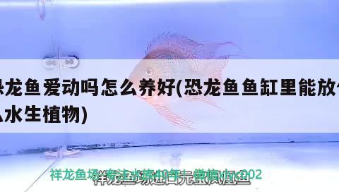 恐龍魚愛動(dòng)嗎怎么養(yǎng)好(恐龍魚魚缸里能放什么水生植物)