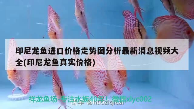 印尼龍魚進口價格走勢圖分析最新消息視頻大全(印尼龍魚真實價格) 觀賞魚進出口