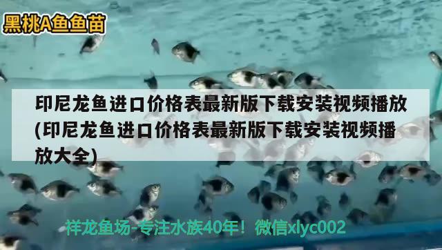 印尼龍魚進(jìn)口價格表最新版下載安裝視頻播放(印尼龍魚進(jìn)口價格表最新版下載安裝視頻播放大全) 觀賞魚進(jìn)出口