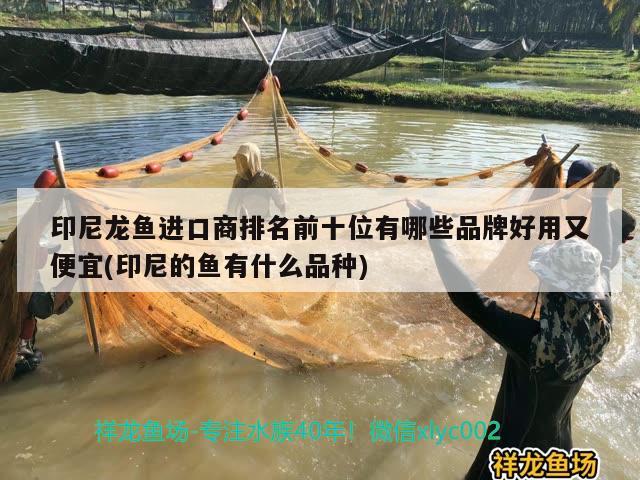 印尼龍魚進口商排名前十位有哪些品牌好用又便宜(印尼的魚有什么品種) 觀賞魚進出口