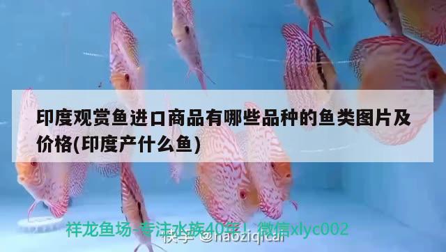 印度觀賞魚進(jìn)口商品有哪些品種的魚類圖片及價(jià)格(印度產(chǎn)什么魚) 觀賞魚進(jìn)出口