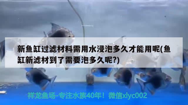 新魚缸過濾材料需用水浸泡多久才能用呢(魚缸新濾材到了需要泡多久呢?) 水族維護(hù)服務(wù)（上門）