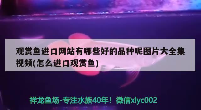 觀賞魚進(jìn)口網(wǎng)站有哪些好的品種呢圖片大全集視頻(怎么進(jìn)口觀賞魚)