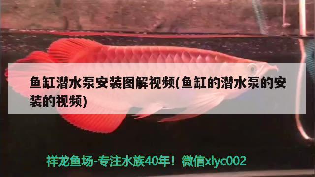 魚(yú)缸潛水泵安裝圖解視頻(魚(yú)缸的潛水泵的安裝的視頻)