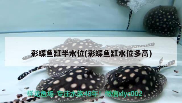 彩蝶魚缸半水位(彩蝶魚缸水位多高) 吉羅魚批發(fā)