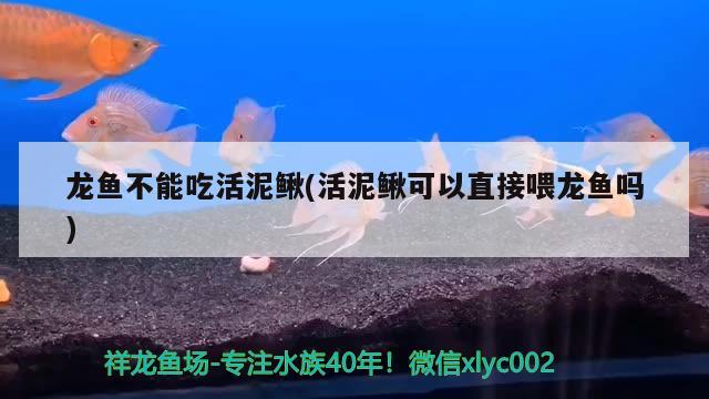 龍魚不能吃活泥鰍(活泥鰍可以直接喂龍魚嗎) 印尼虎苗